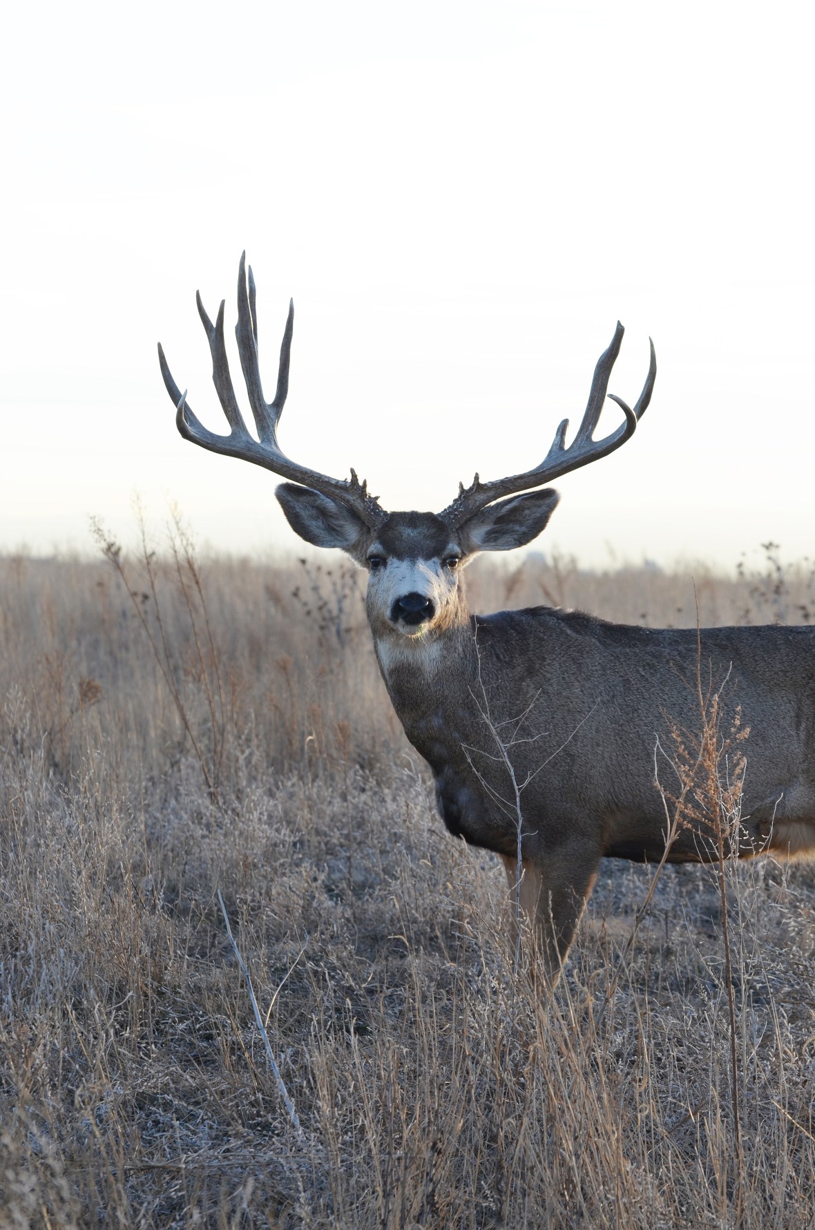 Mule Deer Buck by Wayne D. Lewis DSC_0343