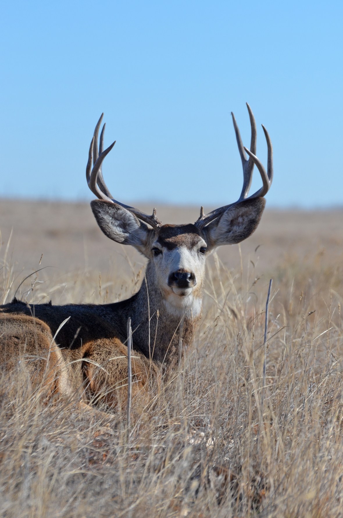 Mule-deer-buck-Wayne-D-Lewis-DSC_1305