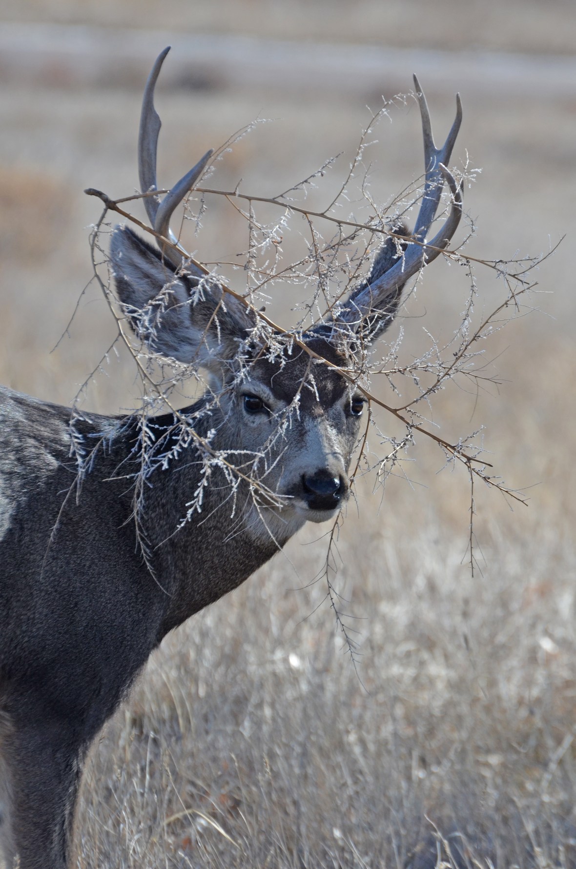 Tumbleweed0Mule-deer-buck-Wayne-D-Lewis-DSC_1539