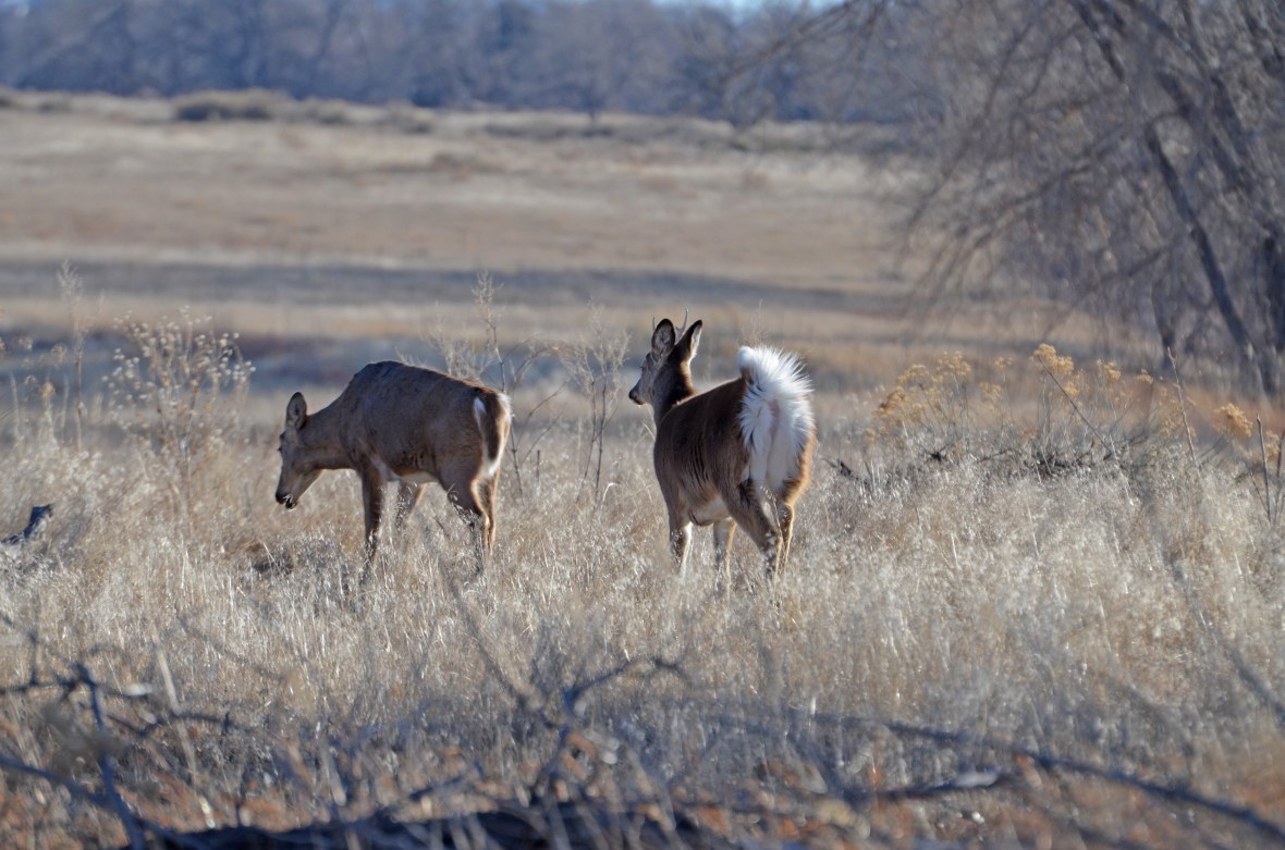 Whitetail-flagging-Wayne-d-Lewis-DSC_1588